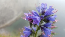 Purple Flower captured at tretat FR 