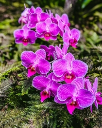 Purple Orchidaceae from Tropical Botanical Garden in Hilo Hawaii 