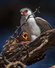 Pygmy Falcon with kill Polihierax semitorquatus by Willem Kruger 