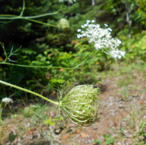 Queen Annes Lace Daucus carota Manitoulin Island Lake Huron ON 