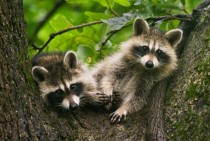 Raccoon cubs in a large oak tree 