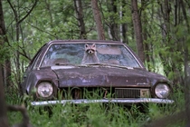 Raccoon pokes its face out of an abandoned s Ford Pinto Jason Bantle 