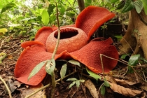Rafflesia Cantleyi the plant which produces the largest flower in the world native to Malaysia Photo by Lc Tan