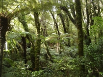 Rain forest in Mt Bruce National Wildlife Centre New Zealand 