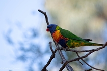 Rainbow Lorikeet Trichoglossus moluccanus perched in a tree x 