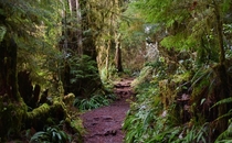 Rainforests in Olympic National Park Washington 