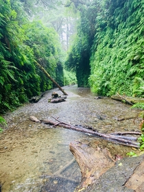 Rainy day in Fern Canyon Jurassic Park  was filmed here and its one of my favorite Northern California treasures 