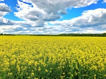 Rapeseed fields used to make canola oil