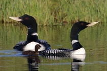 Rare arctic breeders Yellow-billed Loons with their single chick investment 