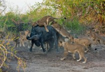 Rare shot of a daylight lion kill Taking down an African Buffalo at South Luanga National Park Zamibia 
