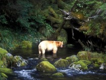 Rare spirit bear from British Colombia 