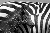 Rare Zebra Foal with Polka Dots 