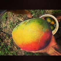 Rastafarian colored mango on Ululani Farm in Molokai Hawaii  