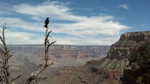 Raven Overlooking Grand Canyon 