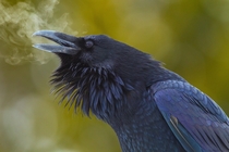 RavensCorvus corax Breath by Doug Dance 
