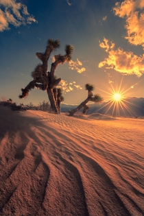 Reaching for the Light in Death Valley CA  jeremyveselyphotography