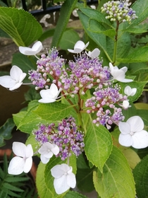 Really unique flowering plant in my backyard the female parts are around the edges with white petals and the stames are centered and purple in colour Would love to know more about it 