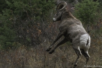 Rearing Up Bighorn Sheep Ram prepares for Combat  Western Montana