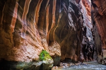 Recently got to explore the Narrows at Zion National Park and came away with this photo 