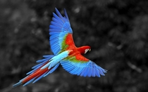 Red-and-green Macaw in flight Ara chloropterus 