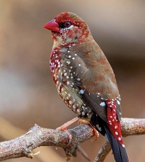 Red Avadavat or Strawberry Finch