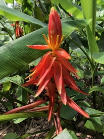 Red banana blossoms Musa haekkinenii 