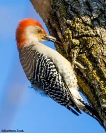 Red-bellied woodpecker Photo credit to Matthew Zook