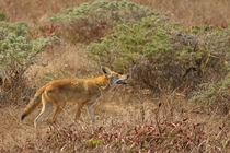 Red coyote at Tomales Point CA 