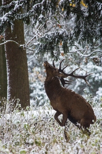 Red deer stag grazing on foliage in the snow Photo credit to Diana Parkhouse
