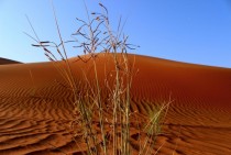 Red dunes Al-Ain United Arab Emirates OC 