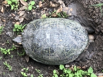 Red Eared Slider laying eggs Texas 