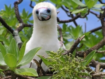 Red-footed booby Sula sula 