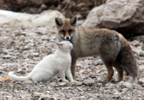 Red fox and white cat x-post from runlikelyfriends 