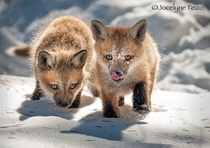 Red Fox Cubs by Jocelyne Feizo 