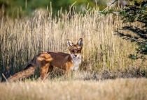 Red Fox in my backyard   x 