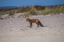 Red Fox on Long Island Beach by James Salanitri x