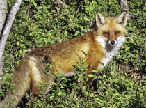 Red Fox Photo credit to Bill Vanko