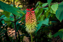 Red Hot Poker  Torch Lily Kniphofia 