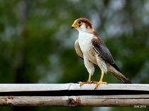 Red-necked falcon Falco chicquera  Noida India