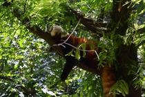 Red Panda Ailurus Fulgens on a tree 