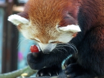 Red Panda at the Smithsonians National Zoo enjoys a grape 