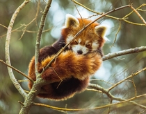 Red Panda sleeping up a tree