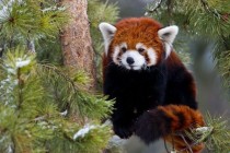 Red Panda x-post from rpics 
