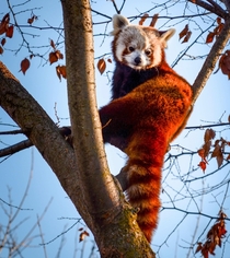 Red pandas arent really pandas but this one sure is red
