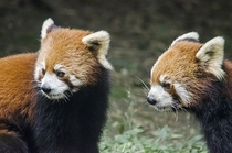 Red Pandas in Sichuan China 