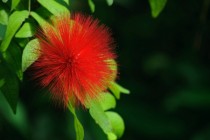 Red Powderpuff Calliandra haematocephala 