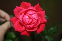 Red rose after a rain shower 