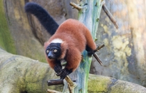 Red Ruffed Lemur looking for a handout Varecia rubra 