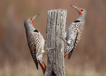 Red Shafted Northern Flicker Woodpeckers Colaptes auratus cafer 