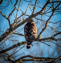 red-shouldered hawk Buteo lineatusoc
